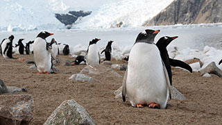 A colony of penguins stands on a rocky shoreline in Antarctica, with a large glacier and the ocean in the background.