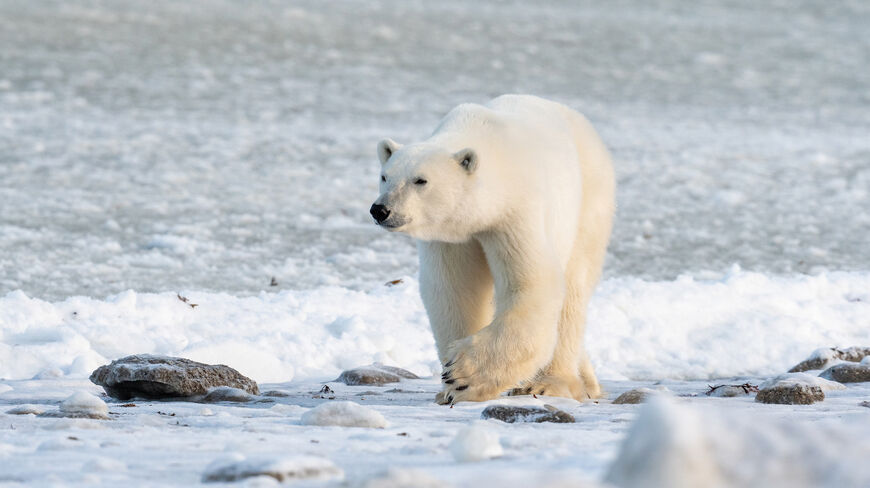 A polar bear walks across a snowy and rocky Arctic landscape.