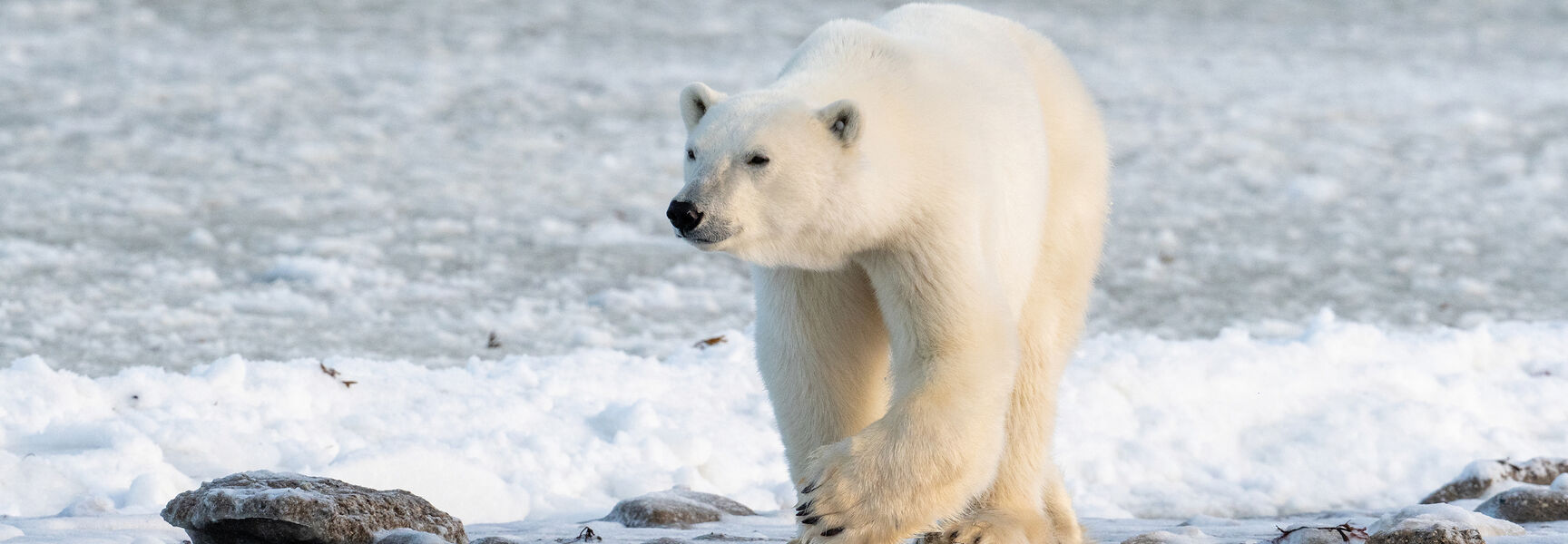 A polar bear walks across a snowy and rocky Arctic landscape.