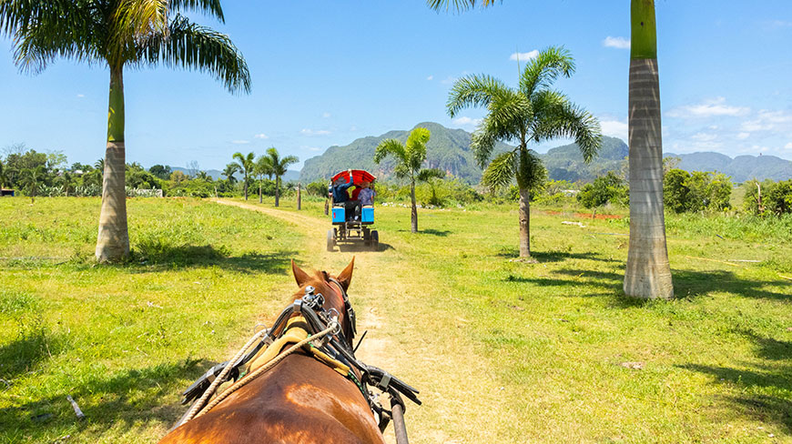 A view from horseback of another carriage on a dirt path through a field with palm trees and mountains in Viñales, Cuba.