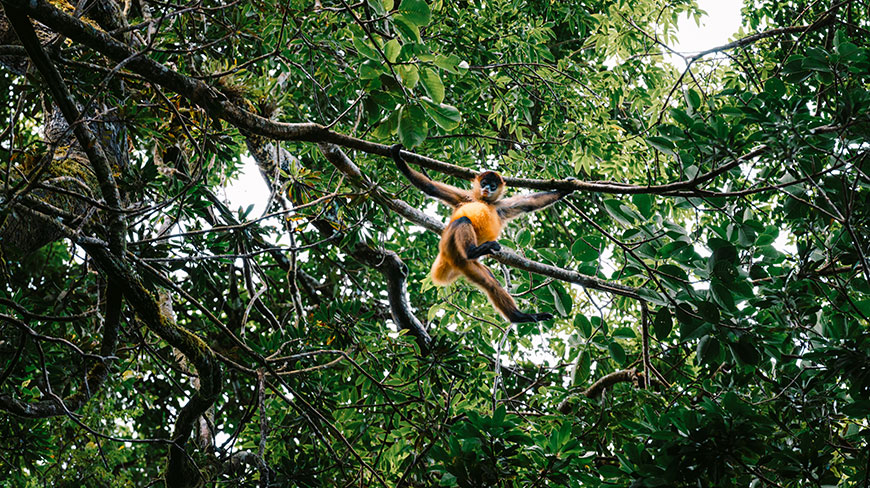 25159-CR-Monteverde-Monkey-c.jpg