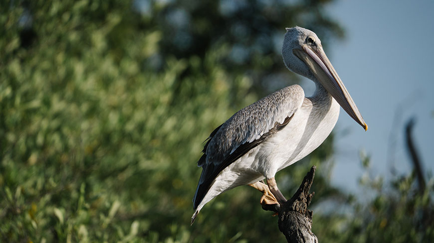 25256-GM_Tendaba_Birding-12c.jpg