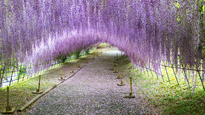 25378-JP_Fukuoka_garden_wisteria-6c.jpg