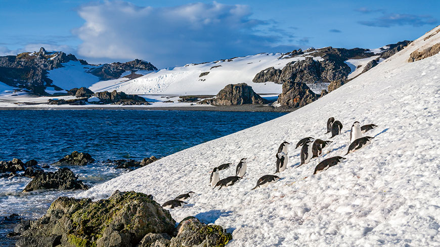 A group of chinstrap penguins travels down a steep snowy bank toward the sea, with icy mountains in the background.