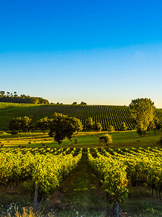 Rows of grapevines in a sunny Bordeaux vineyard stretch over rolling hills under a clear blue sky.
