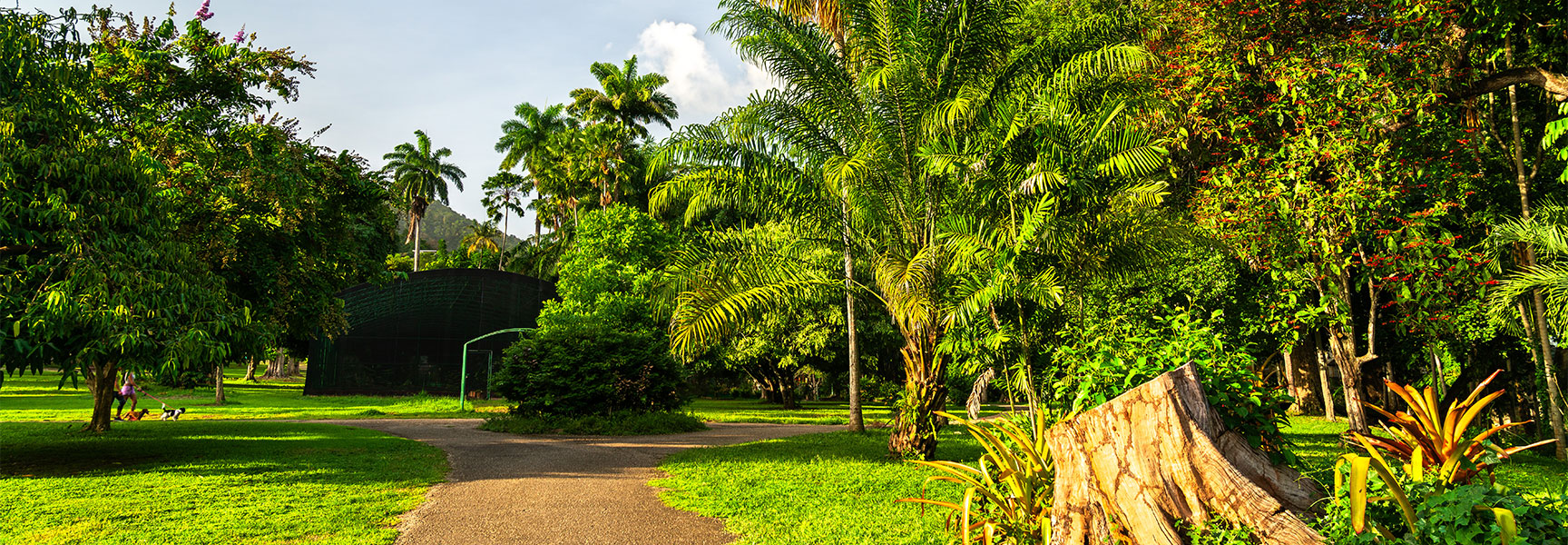 Lush tropical palm trees and greenery at the Royal Botanic Gardens in Port of Spain, Trinidad and Tobago.