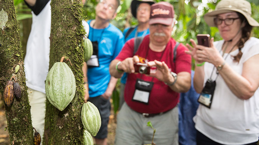 A group of tourists take photos of green cocoa pods growing directly from the trunk of a tree in a forest.