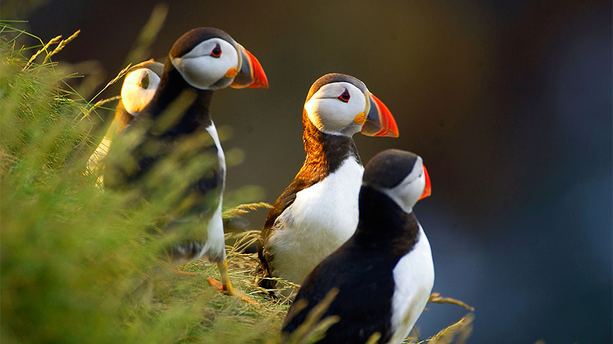 Four Atlantic puffins standing on a grassy hillside in Maine, United States, illuminated by soft golden light.