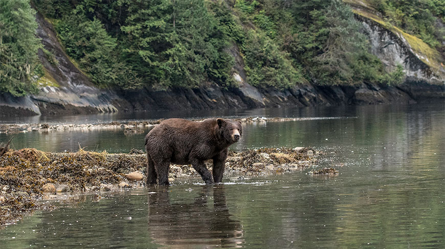A grizzly bear stands in the shallow water of the Great Bear Rainforest in British Columbia, Canada, with a forested shoreline in the background.