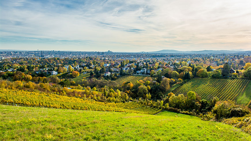 A view overlooking a golden autumnal vineyard with the city of Vienna, Austria visible in the distance under a bright sky.