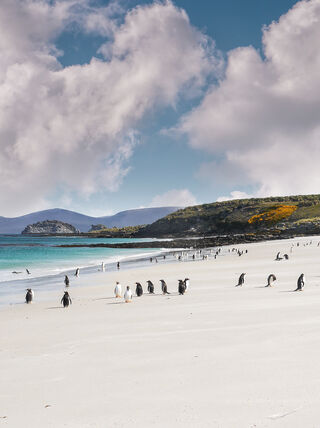 A large colony of Gentoo penguins walks across a vast white sand beach next to turquoise water under a dramatic cloudy sky.
