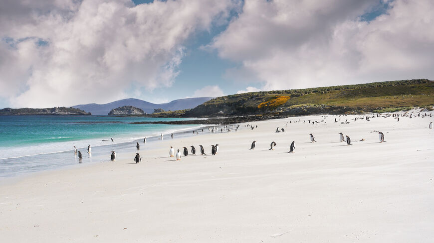 A large colony of Gentoo penguins walks across a vast white sand beach next to turquoise water under a dramatic cloudy sky.
