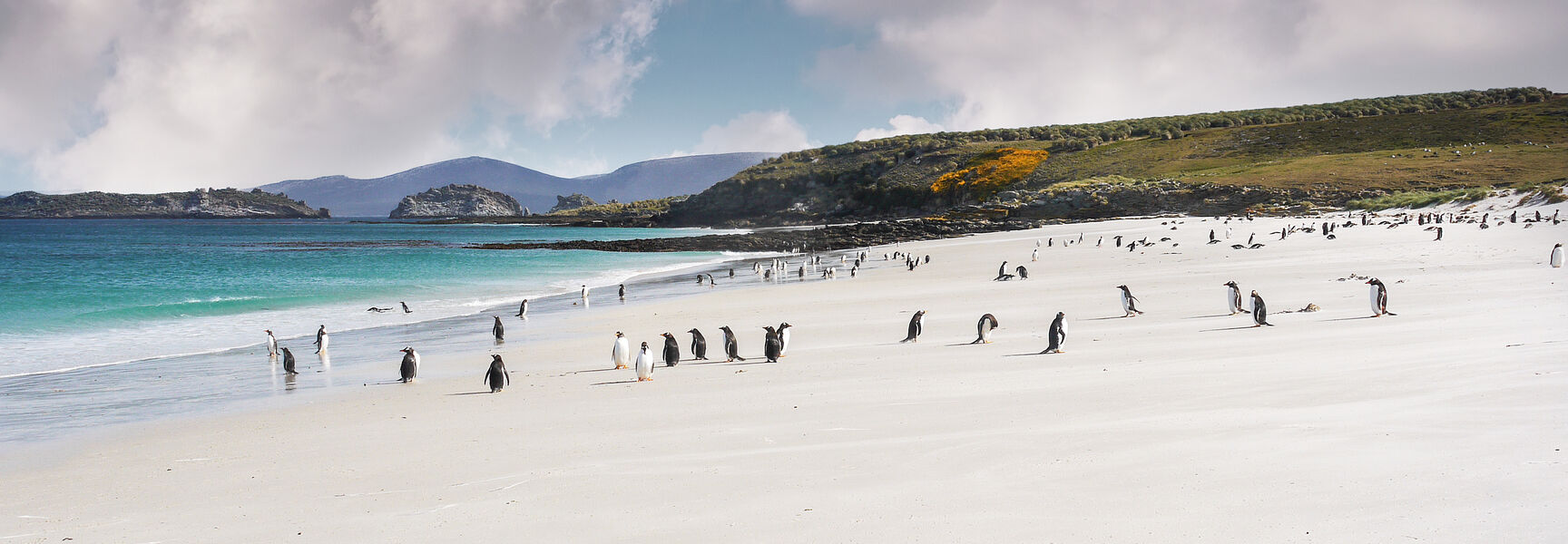 A large colony of Gentoo penguins walks across a vast white sand beach next to turquoise water under a dramatic cloudy sky.