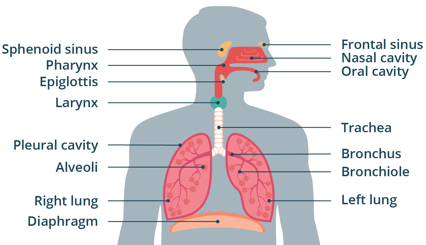 Illustration of the anatomy of the respiratory system.