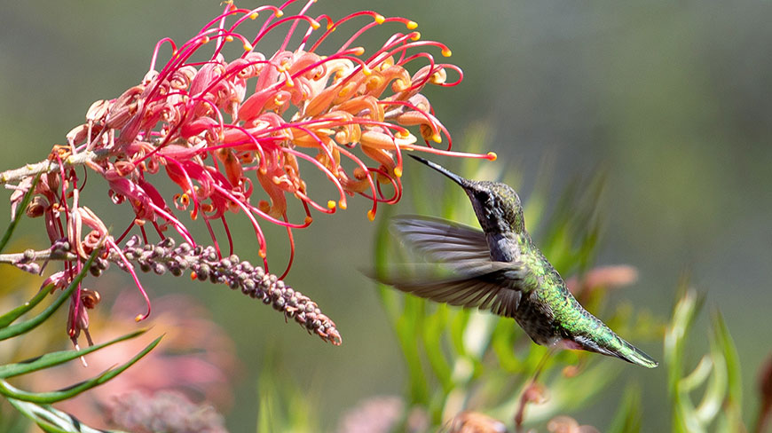 4650-US-CA-Arboretum-humming-bird-c.jpg