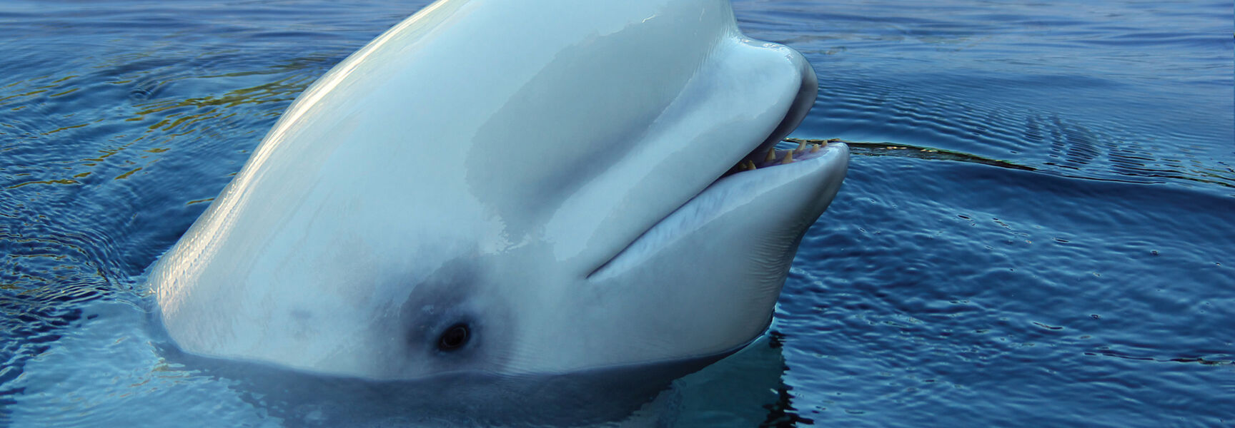 A white beluga whale surfaces in the blue waters of the St. Lawrence River region in Québec.