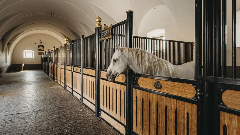 Obisk konjušnic kobilatne Lipice je enkratno doživetje za vso družino