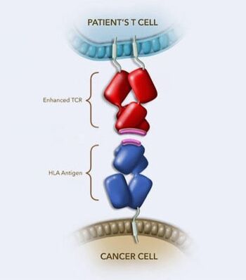 Image of how TCR Therapy works. It shows TCR cells binding to HLA antigens to kill cancer cell. 