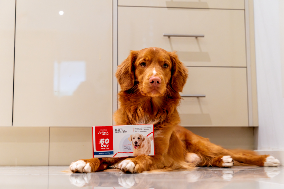 Antinol-Dogs-Advertorial June 2025