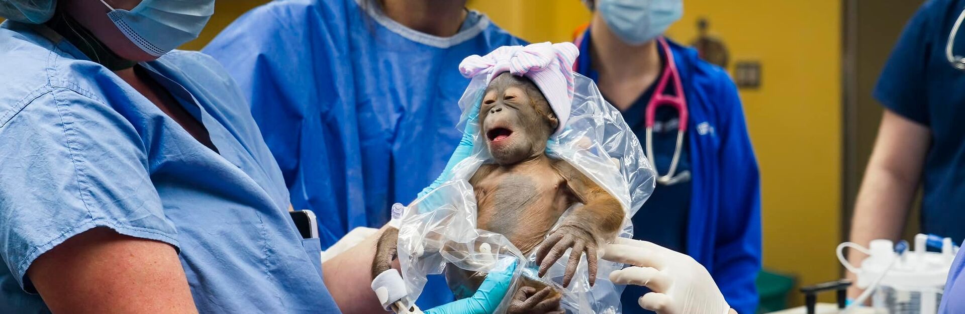 Baby orangutan born at Busch Gardens 