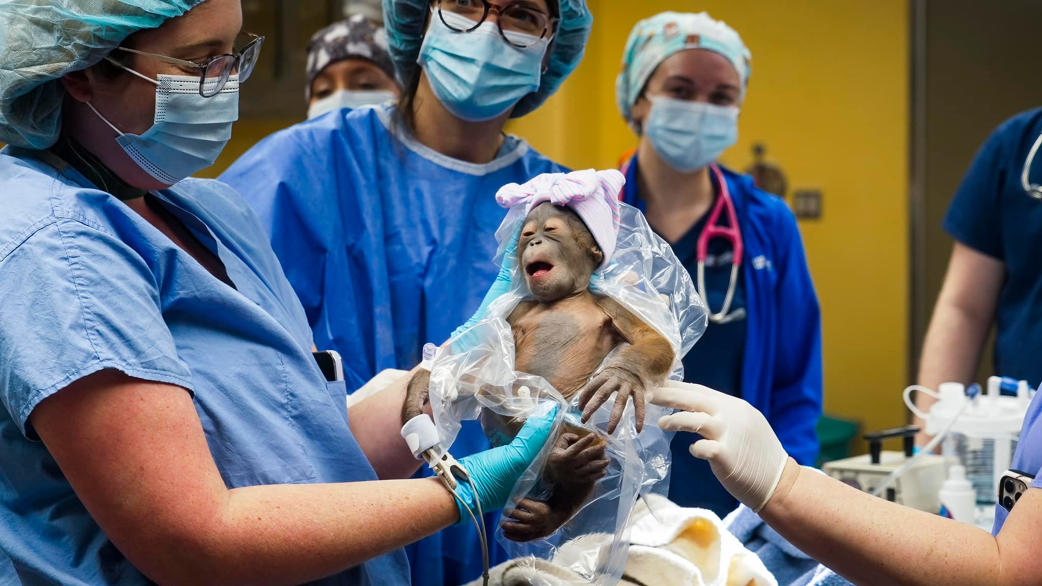 Baby orangutan born at Busch Gardens 