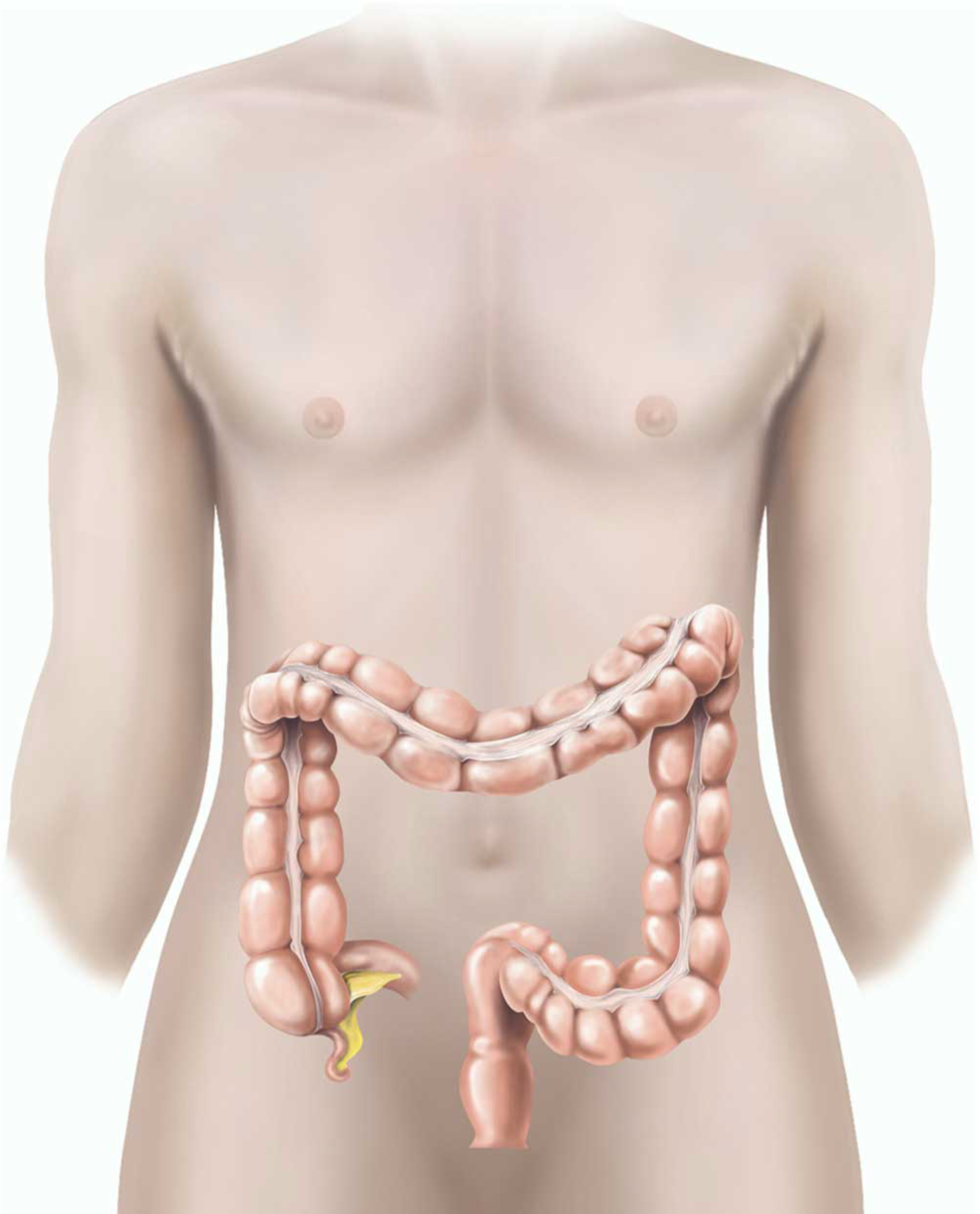 Illustration of a male chest and abdomen with an illustration of the large intestine overlayed on top.