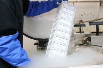 Liquid nitrogen tanks 