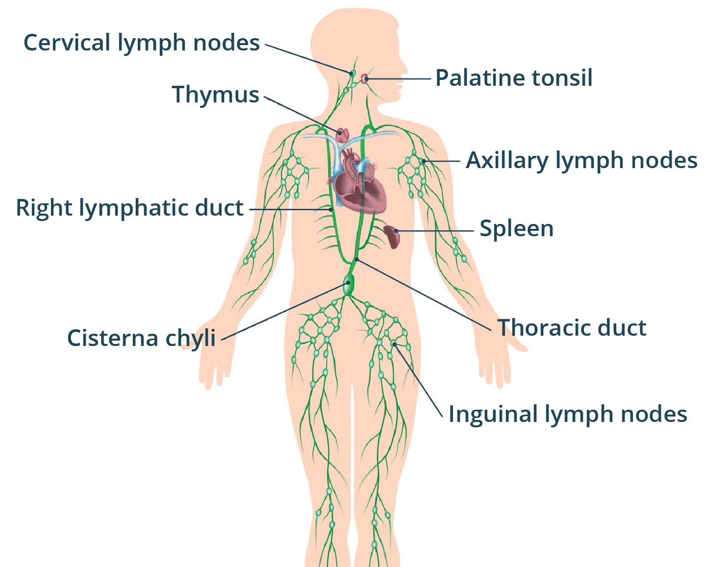 Illustration of the lymphatic system showing lymph nodes throughout the body.