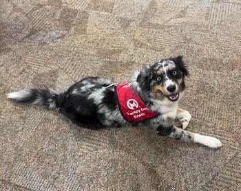 The Cochran's Austrailian shepherd, Erwin, is a therapy dog at Moffitt.&nbsp;