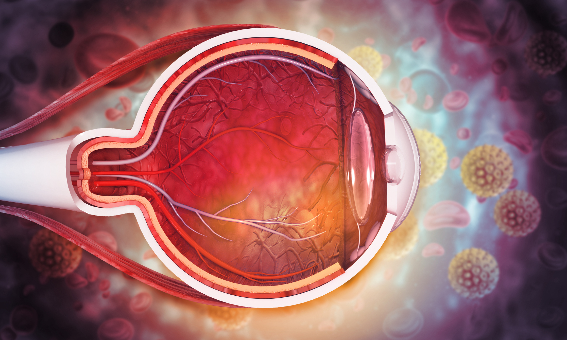 graphic image of the inside anatomy of an eye