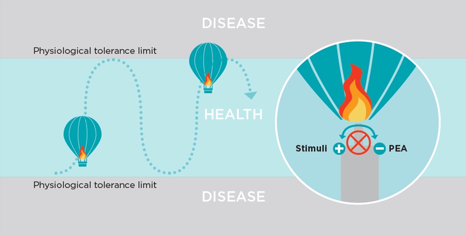 Fig 1 Homeostasis.jpg