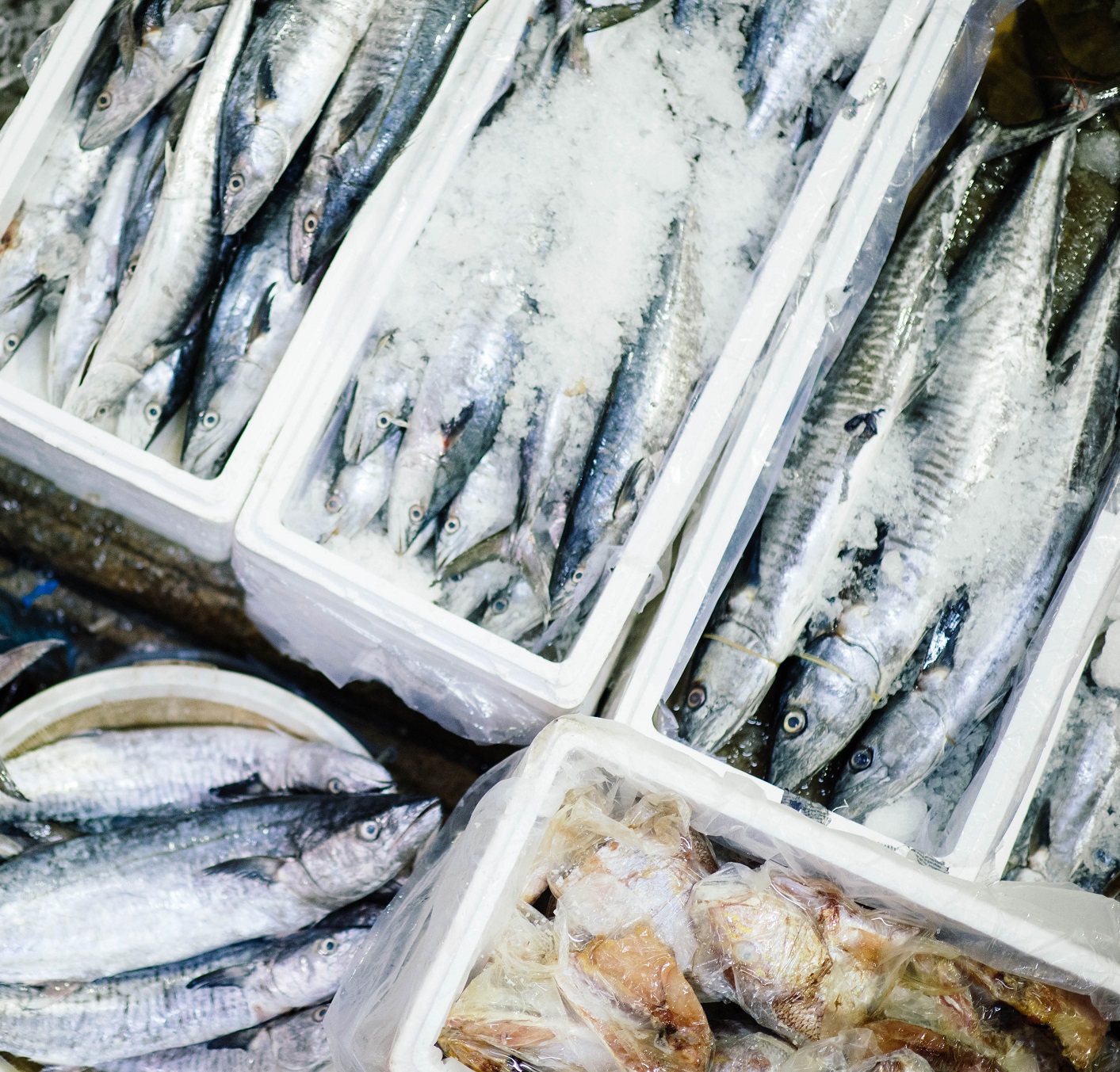 Fish Pier
