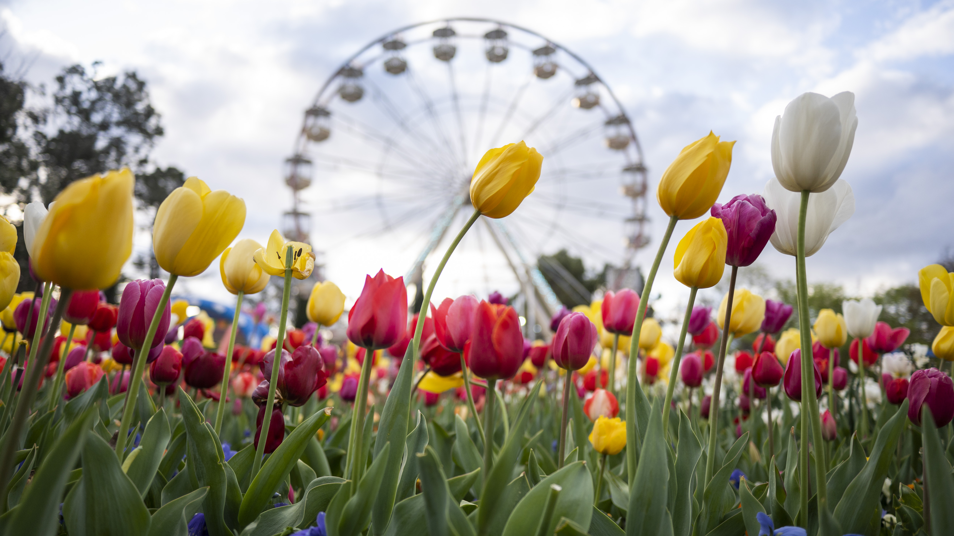 Floriade Competition