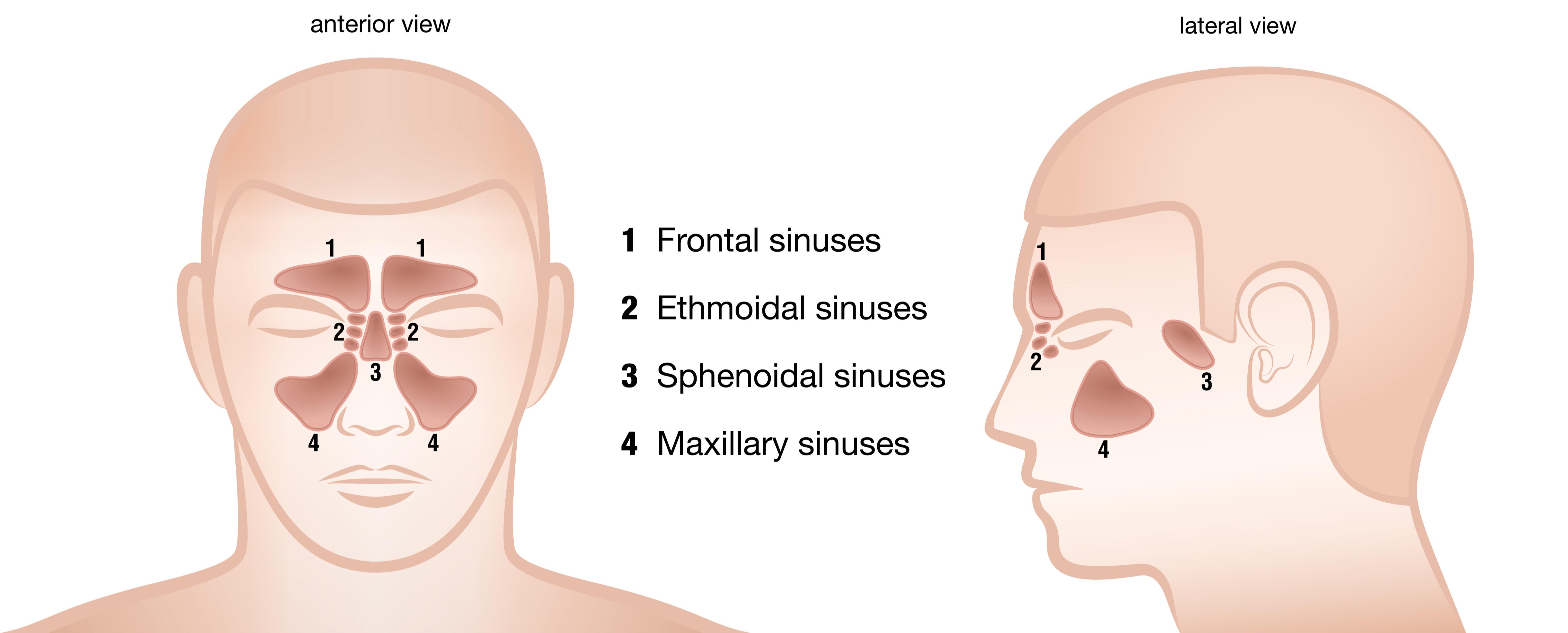 Illustration showing the paranasal sinuses.