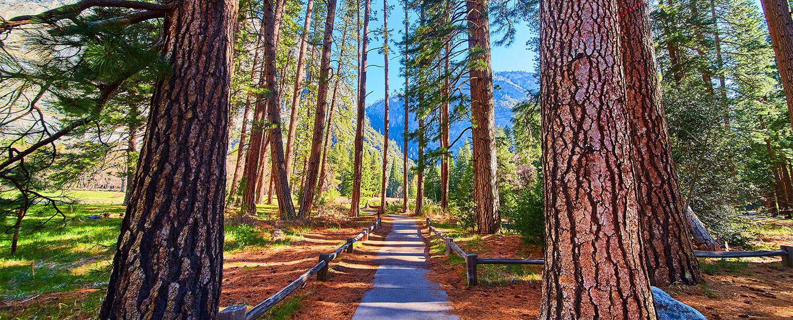 A paved walking path winds through a sunlit forest of tall pine trees in Yosemite, with a mountain visible in the distance.
