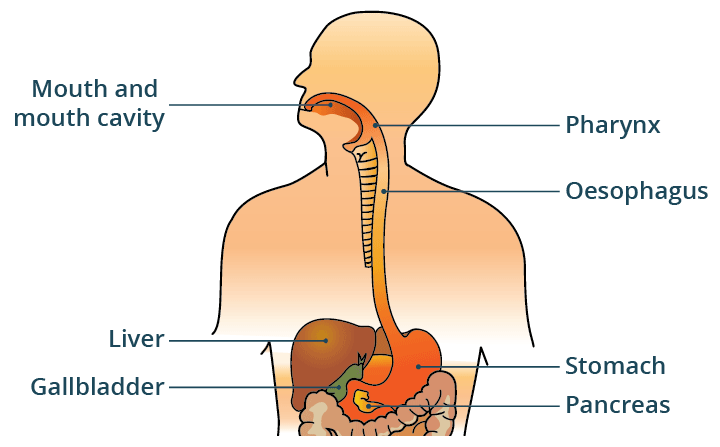 Diagram of the gastrointestinal tract.