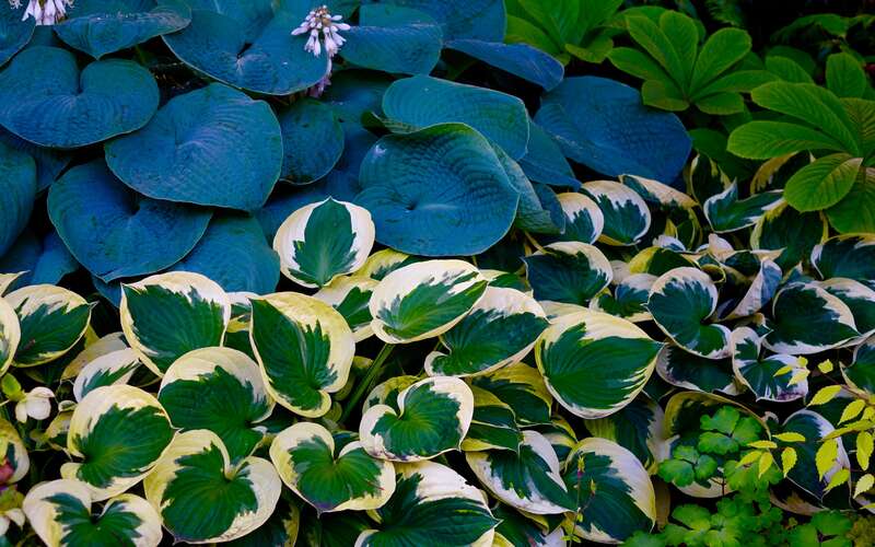 Hostas