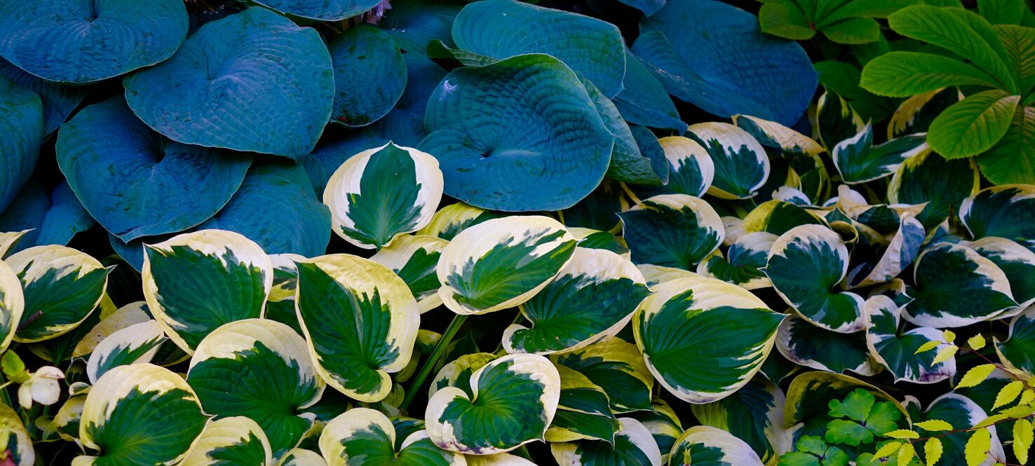 Hostas
