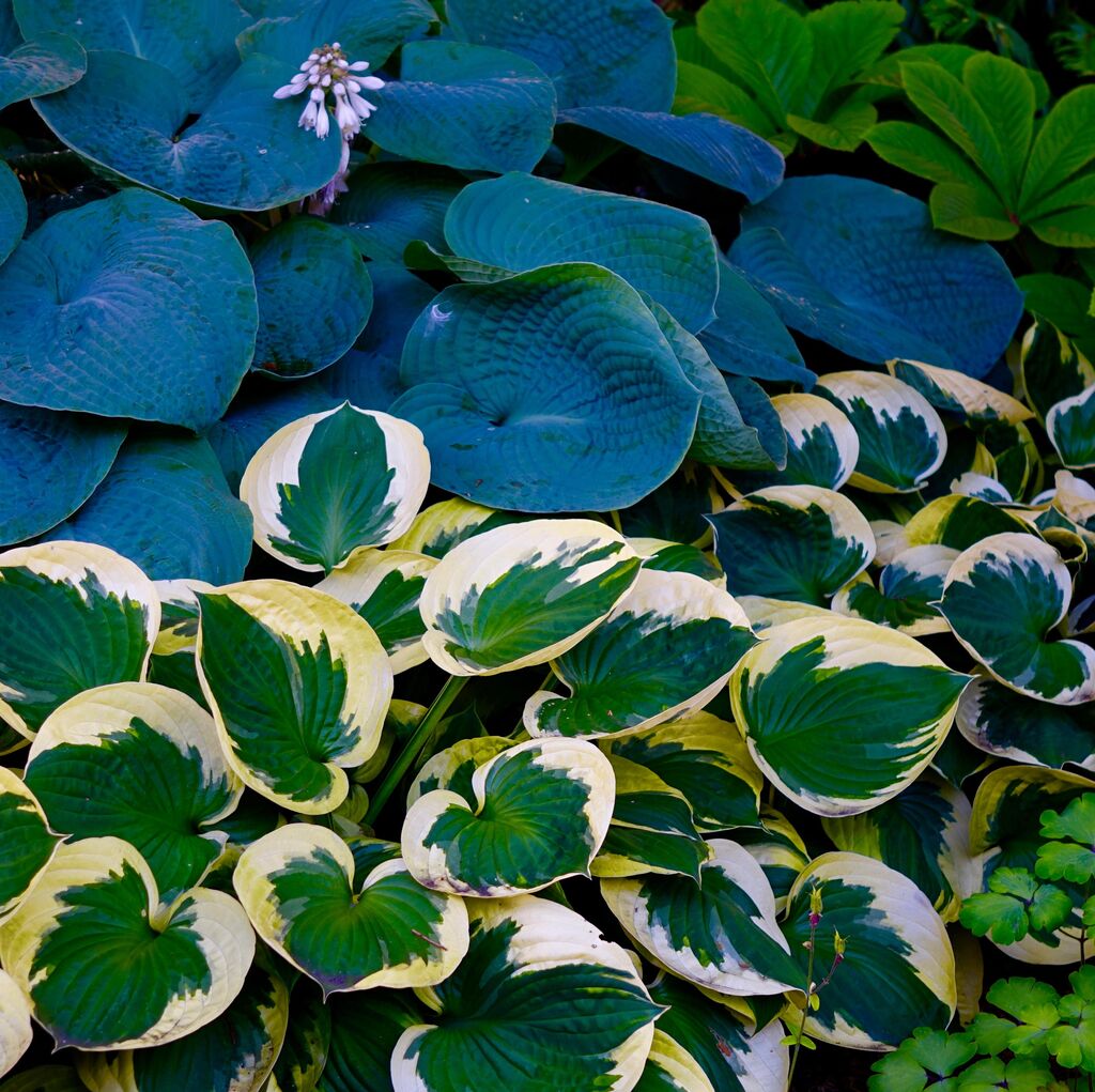 Hostas