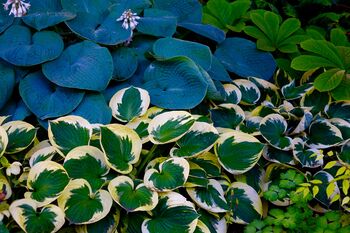Hostas