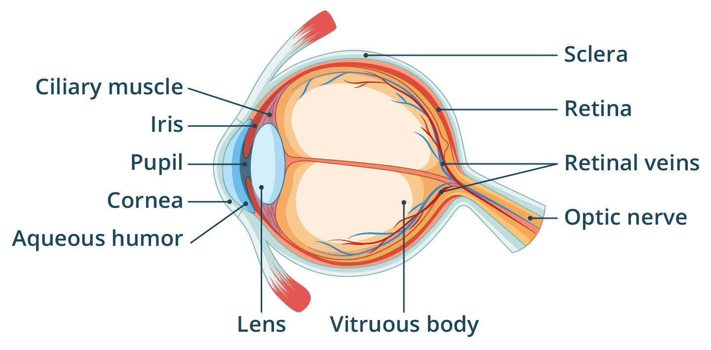 A diagram of a human eye