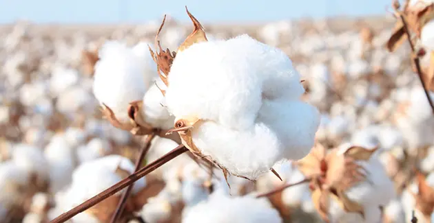 A close up of a cotton plant in bloom in a cotton field