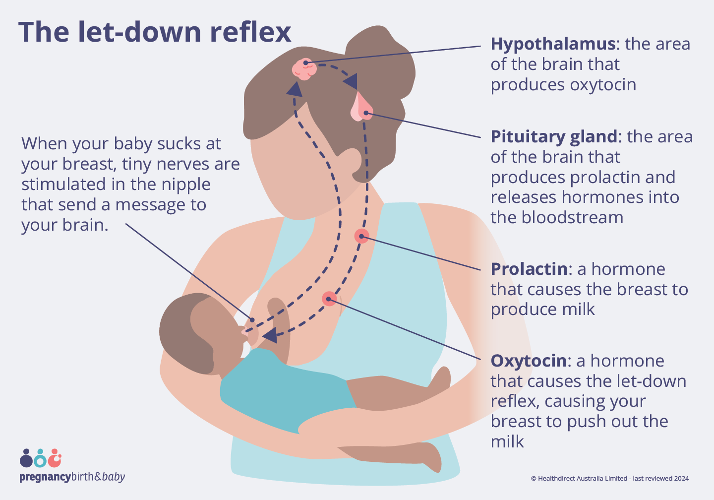 Illustration showing the flow of the let down reflex. Starting with the baby sucking the breast, which stimulates tiny nerves. This causes the brain to release hormones prolactin and oxytocin into your bloodstream.