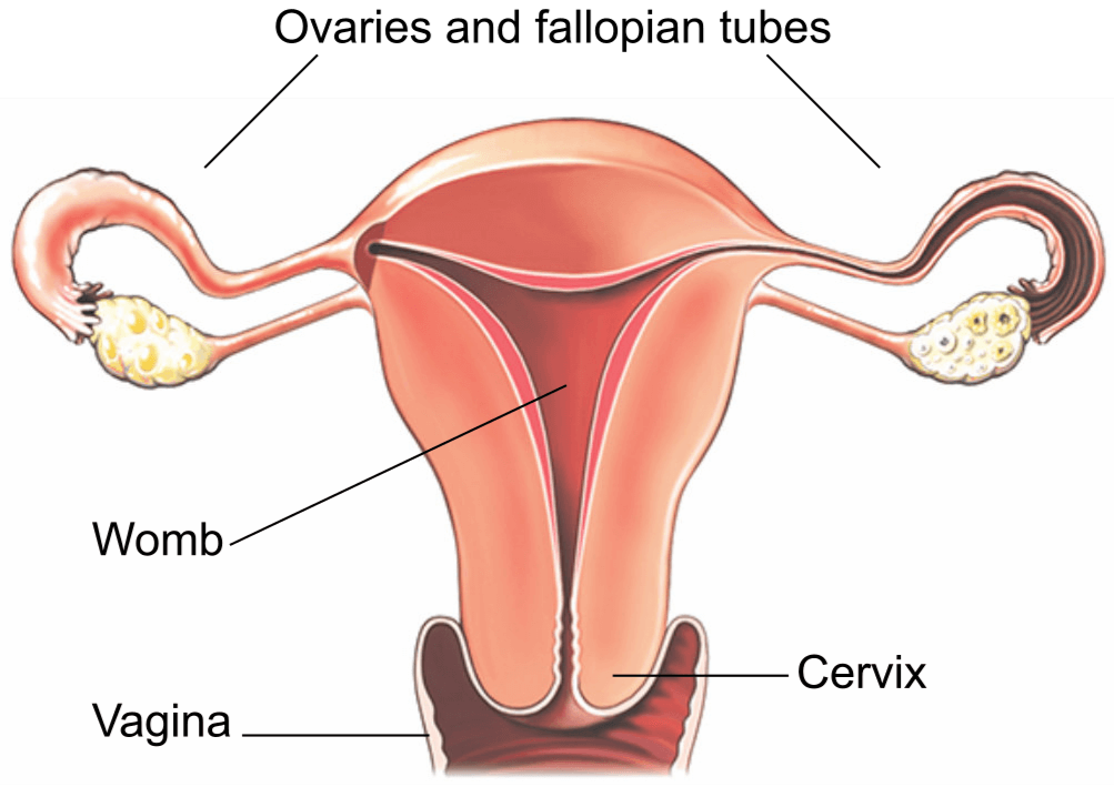 The womb, vagina, cervix and ovaries and fallopian tubes.