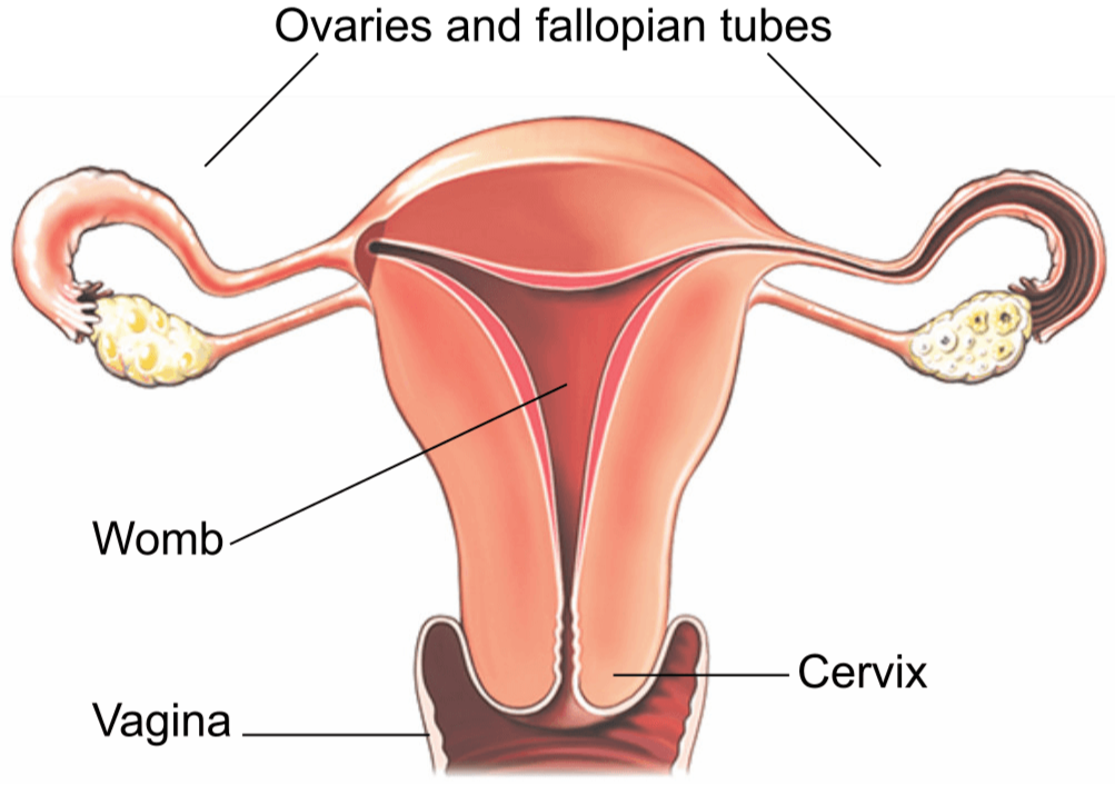 Illustration showing the womb and surrounding structures.