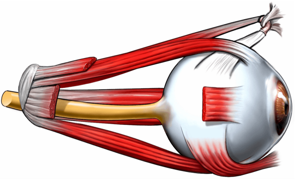 Illustration showing the muscles of an eye.