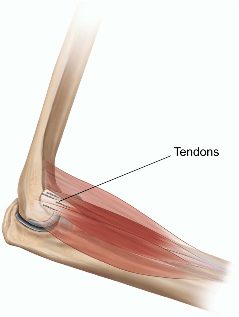 Illustration showing the tendons of a right elbow.