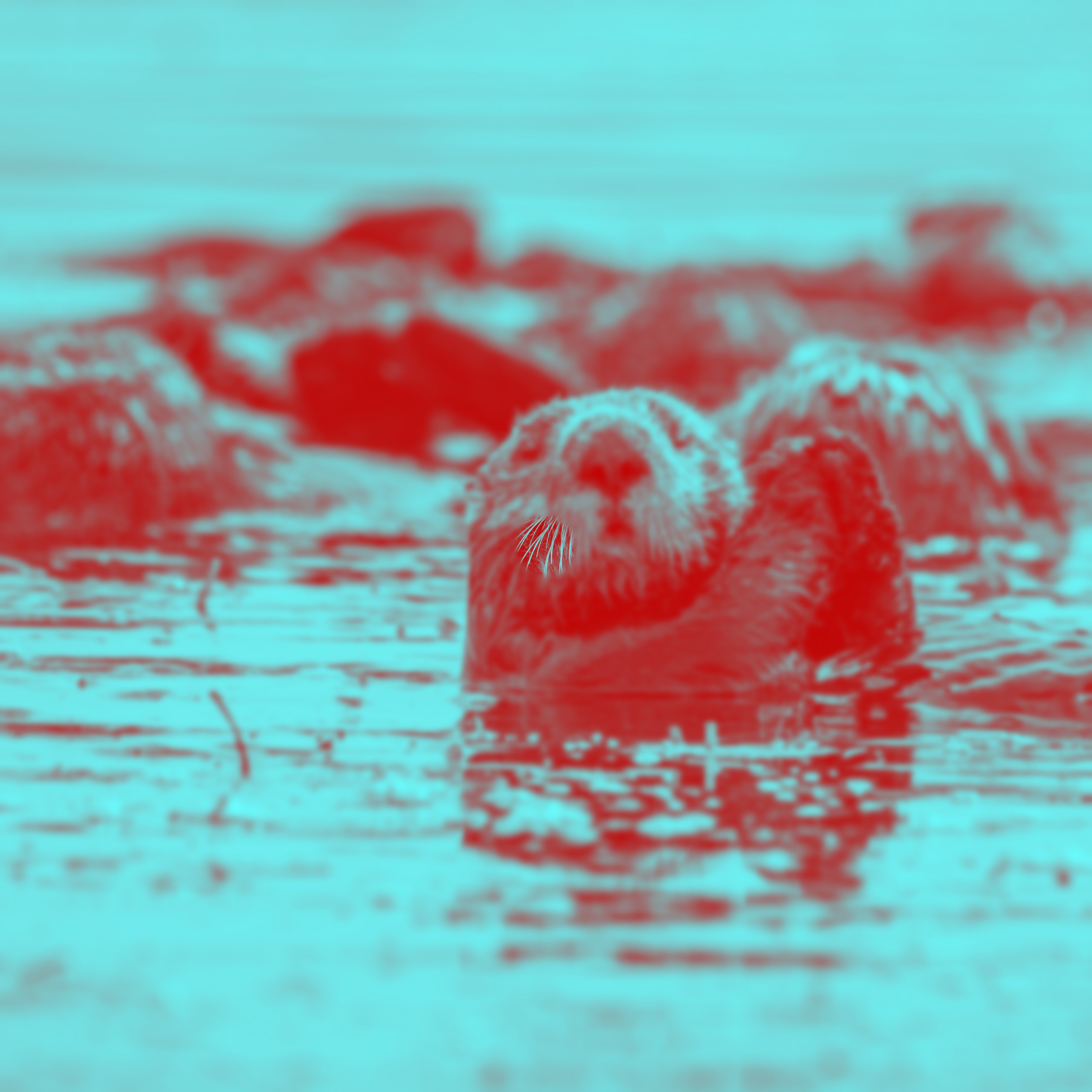 Otters