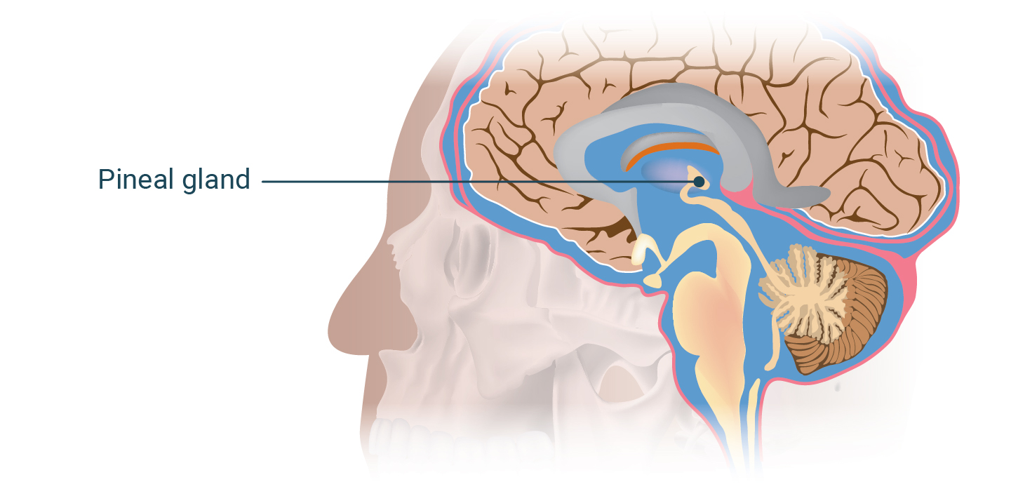 illustration of the pineal gland.