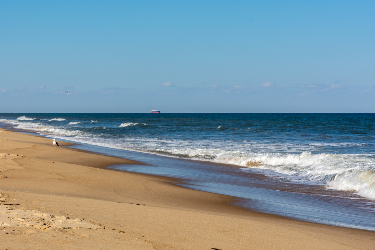 beach with a seagull and ship in the background